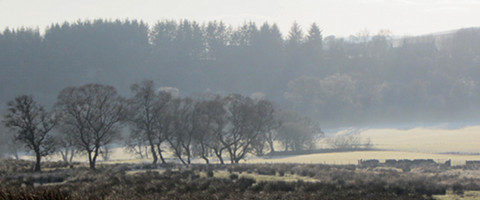 View of Sidwood Forest in misty conditions