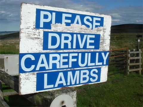 Photograph of handmade road sign that reads "Please Drive Carefully"