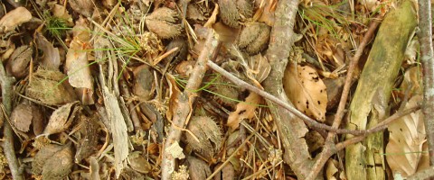 Photograph of forest floor in Sidwood Forest