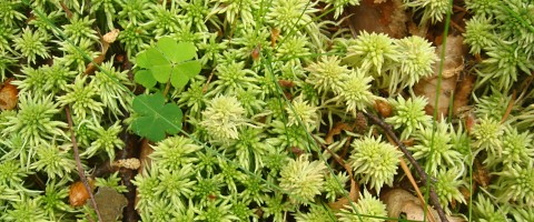 Photograph of moss in Sidwood Forest
