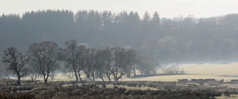 View of Sidwood Forest in misty conditions