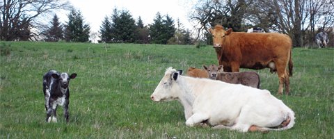 Photograph of cattle in green field