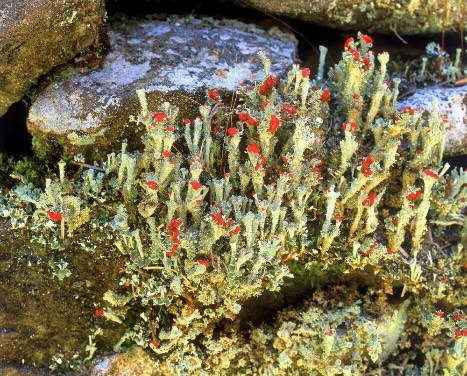 Lichen